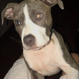 Meet your Posher, Cody